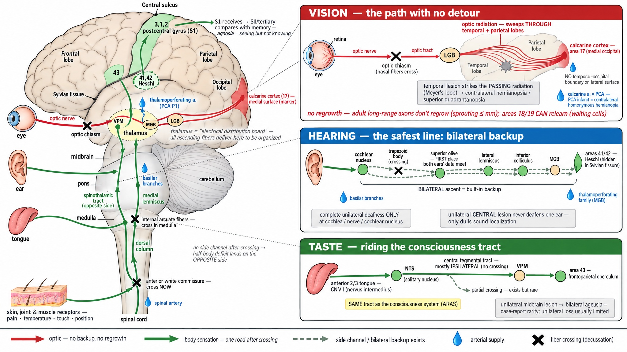 Figure 2: Ascending Sensory Wiring