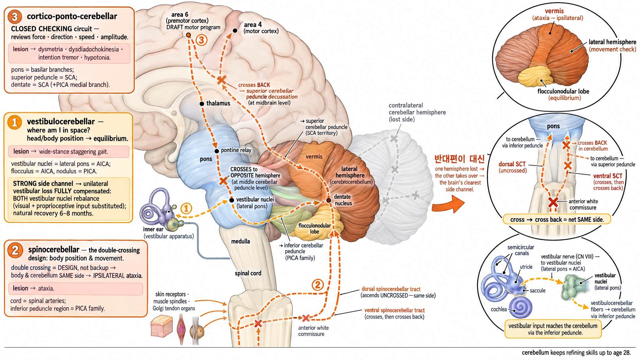 Figure 5: Cerebellar Wiring