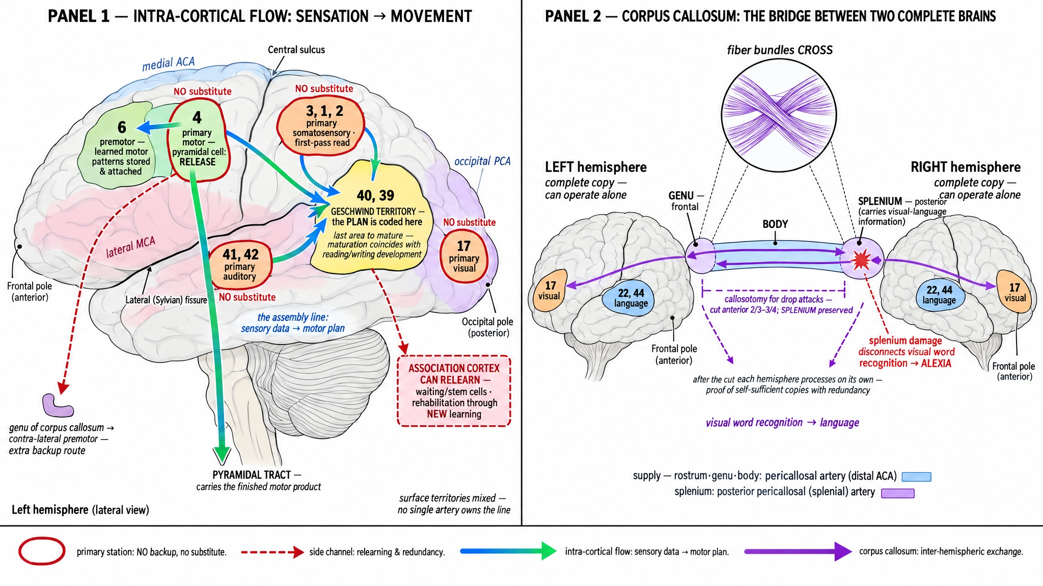 Figure 3: Intra-cortical Flow and Corpus Callosum