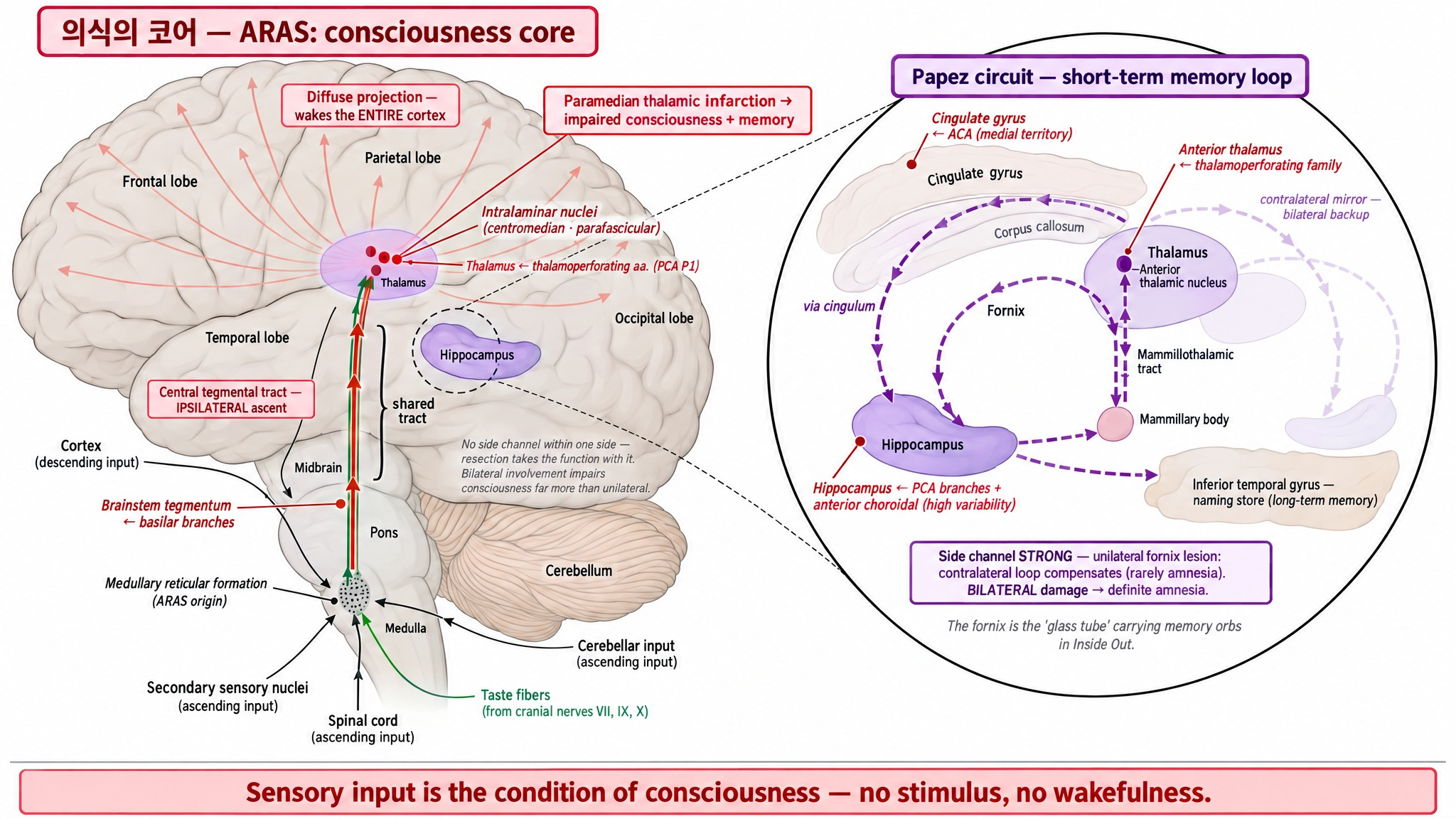 Figure 4: Consciousness and Memory Wiring
